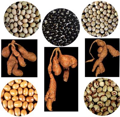 Introduction to food, feed, and health wealth in African yam bean, a locked-in African indigenous tuberous legume